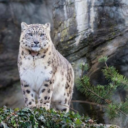  In the land of the snow leopard
